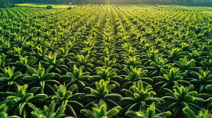 Kelapa Sawit Bawa Untung Buat Bisnis Kala Rupiah Tembus Rp17.900 per Dolar AS